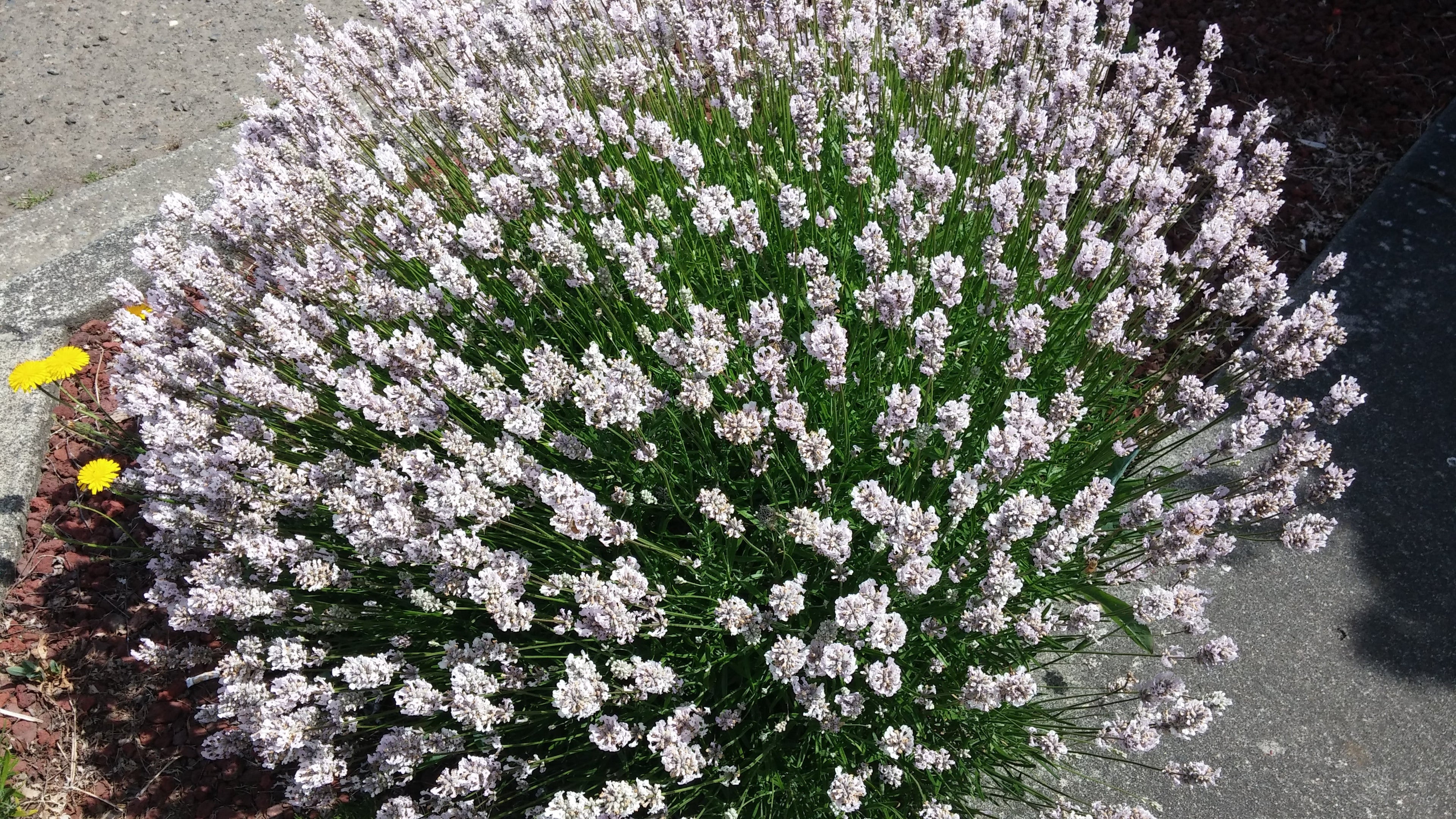 Lavender Live Plant Melissa 4" Size Pots Findlavender.com