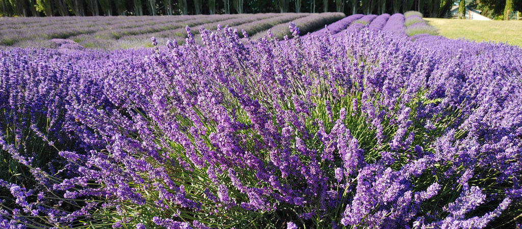 Lavender Live Plant Royal Velvet Herb 3.5" Size Pot Findlavender.com