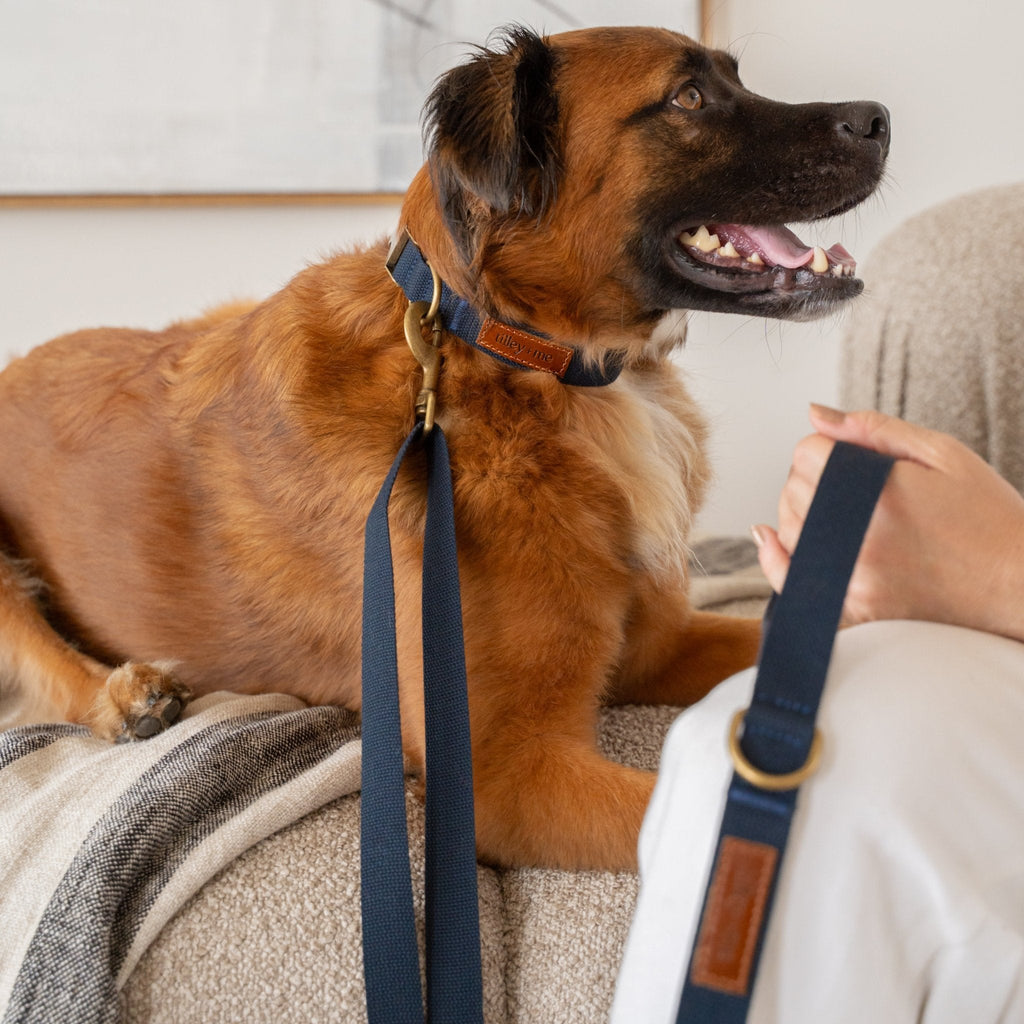 Hemp Cotton Dog Collar - Durable, Sustainable, Adjustable, Lightweight & Soft Tilley + Me