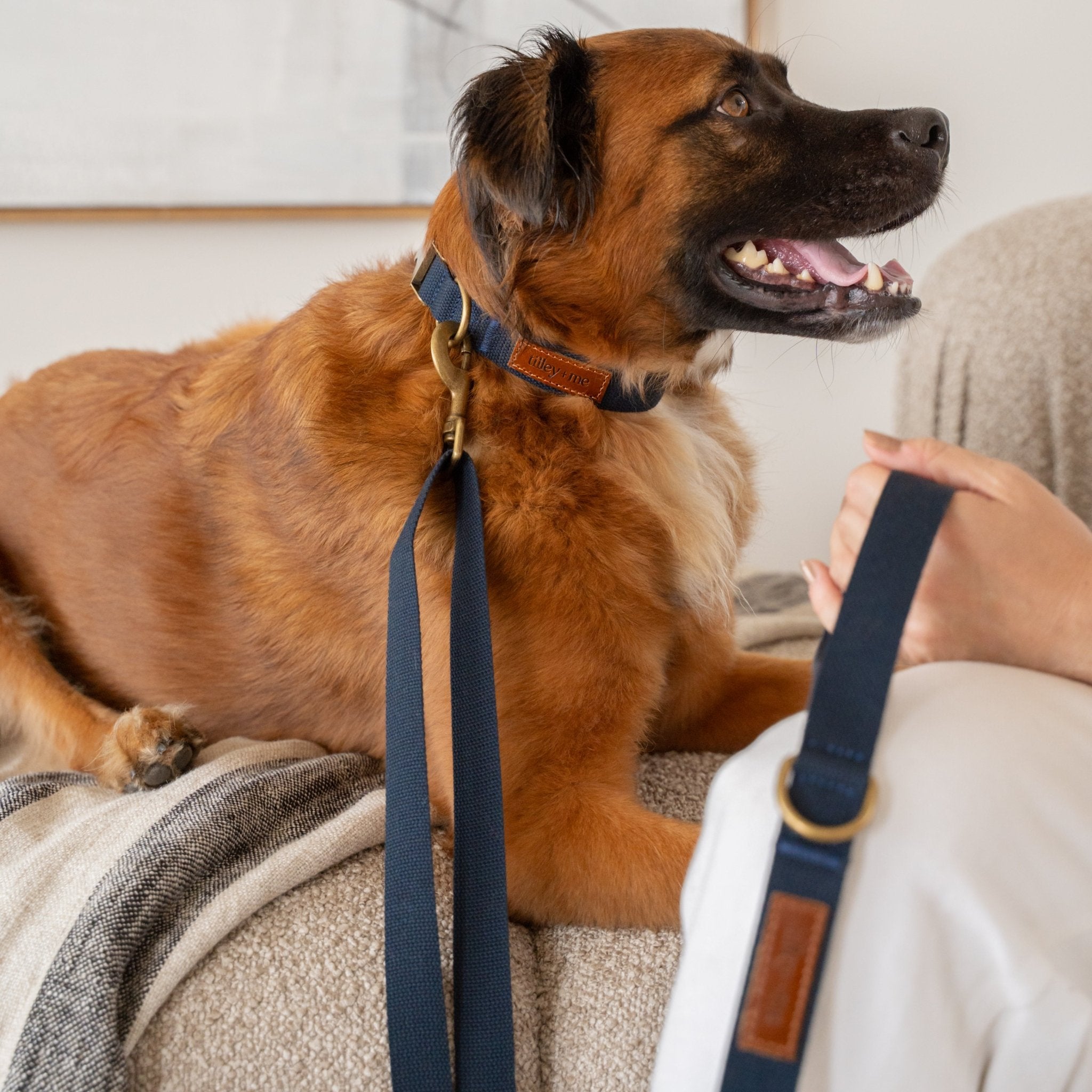 Hemp Cotton Dog Leash - Durable, Sustainable, Adjustable, Lightweight & Soft Tilley + Me