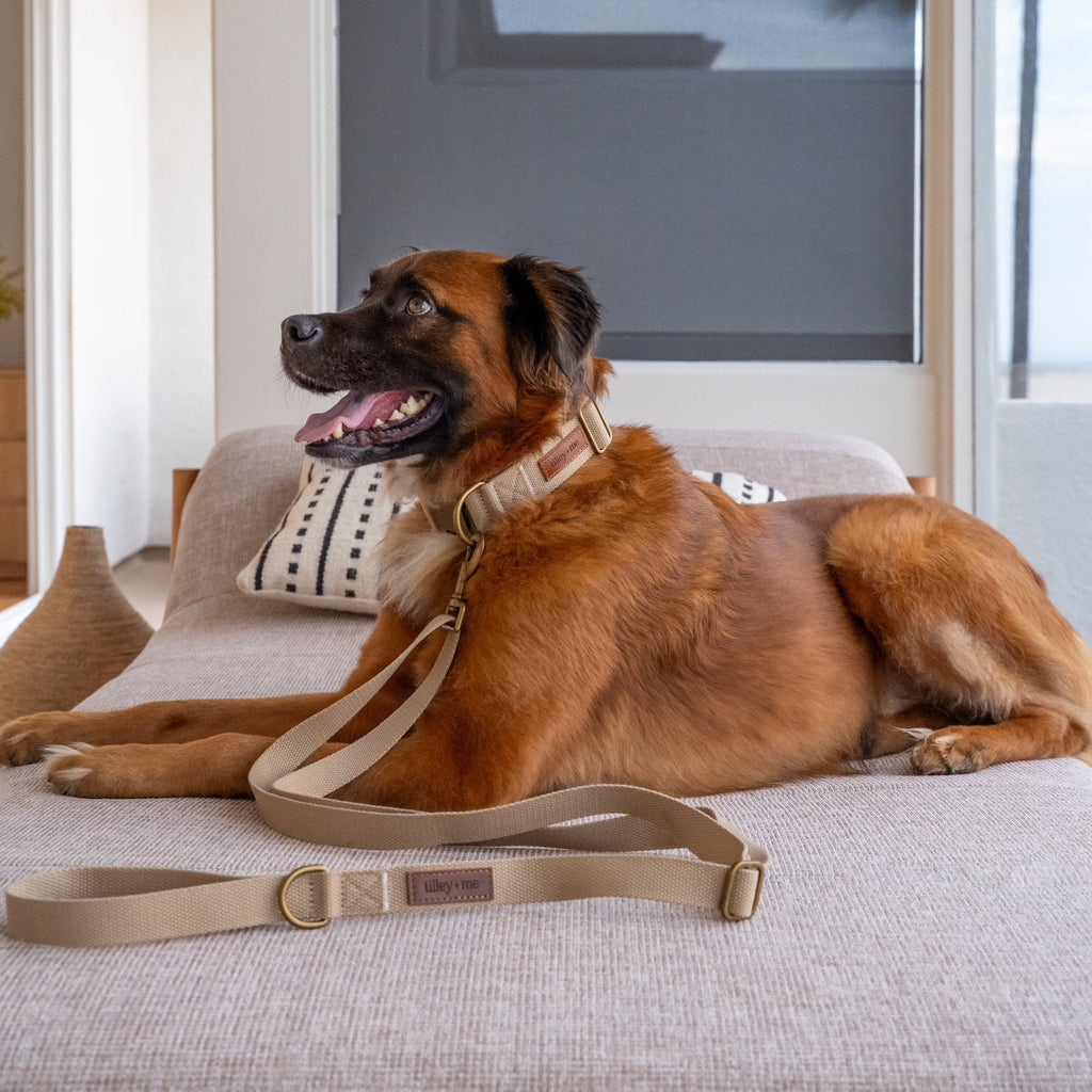 Hemp Cotton Dog Leash - Durable, Sustainable, Adjustable, Lightweight & Soft Tilley + Me