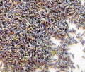 English Culinary Lavender Buds Findlavender.com