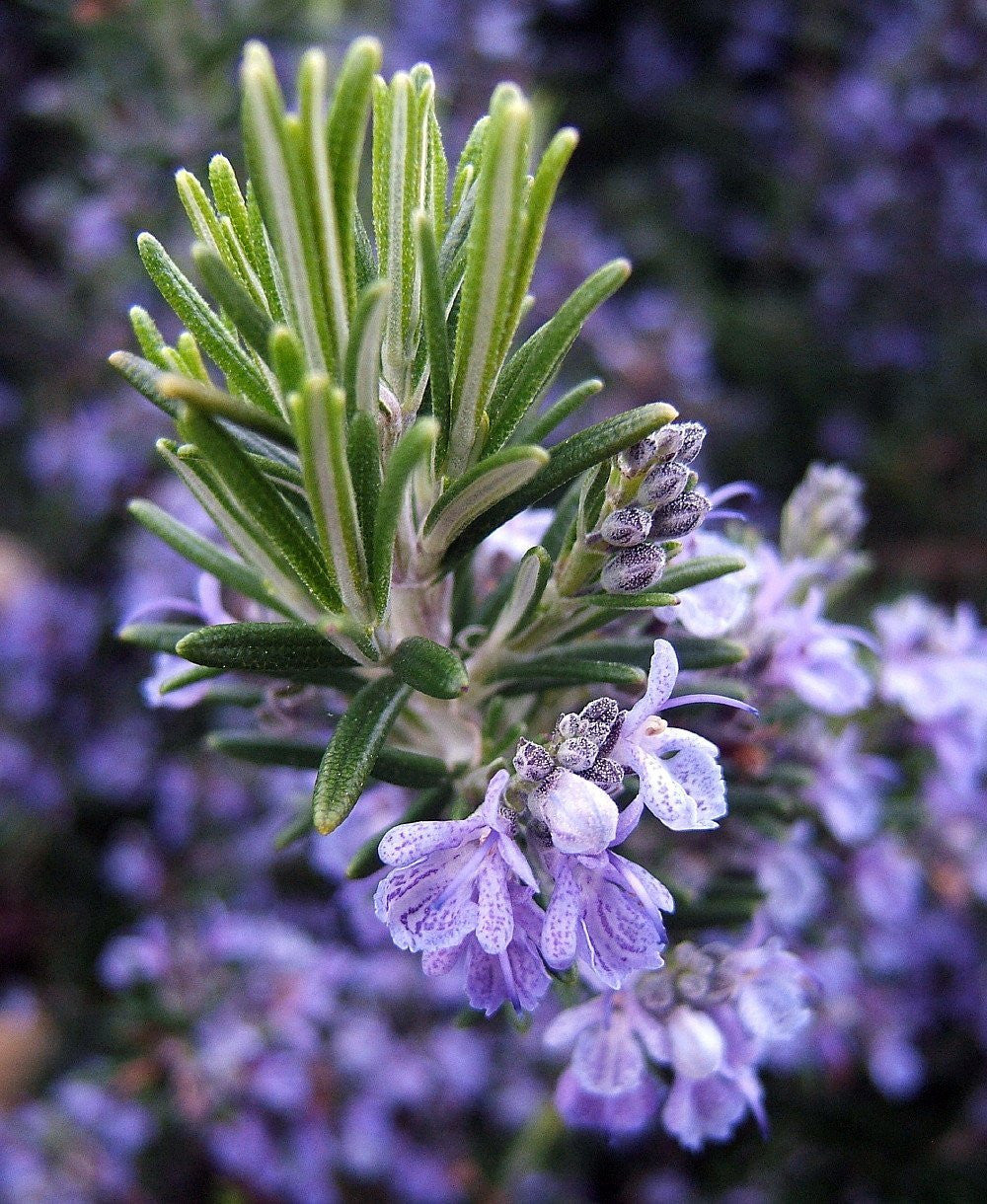 Rosemary Live Plant Arp Findlavender.com