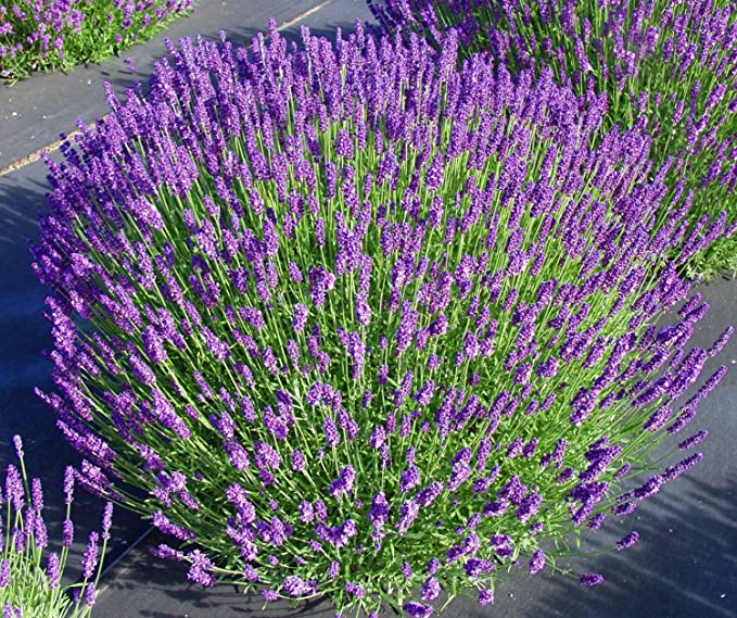 Lavender Live Plant "Hidcote" Lavender Findlavender.com