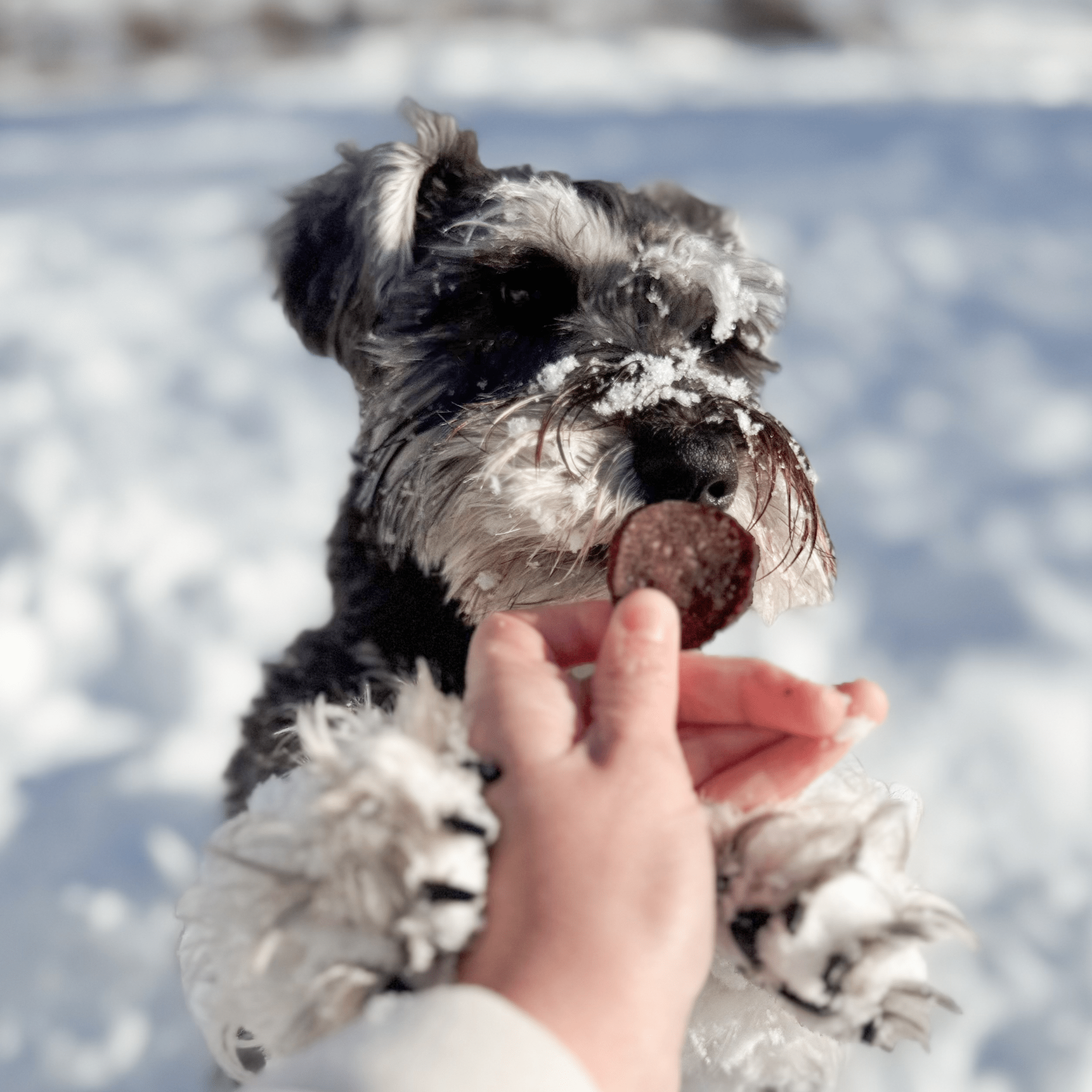 Snack Stuffers Mini Dog Treat Bags Farm To Pet