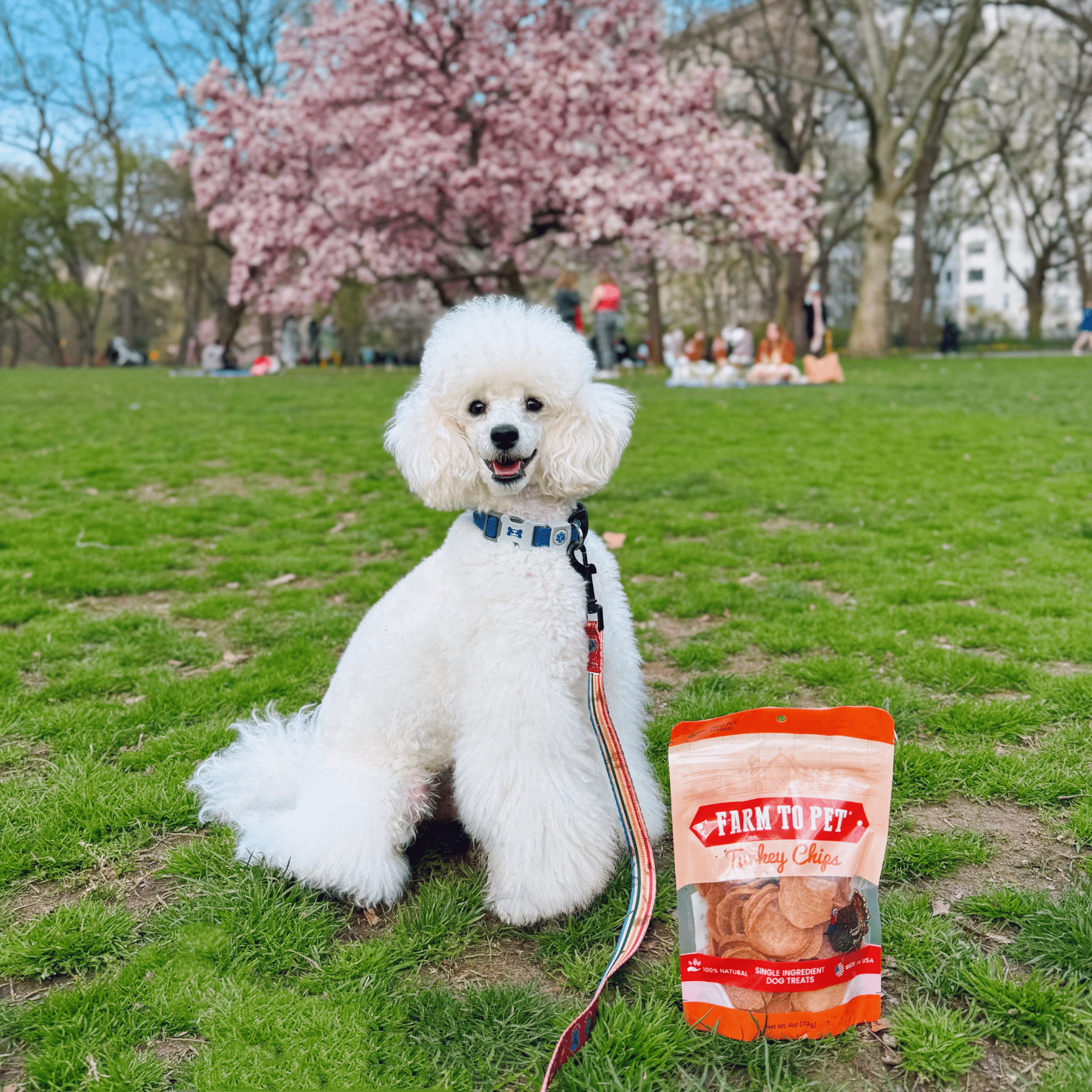 Turkey Chips for Dogs | All-Natural Single-Ingredient Healthy Dog Treats Farm To Pet