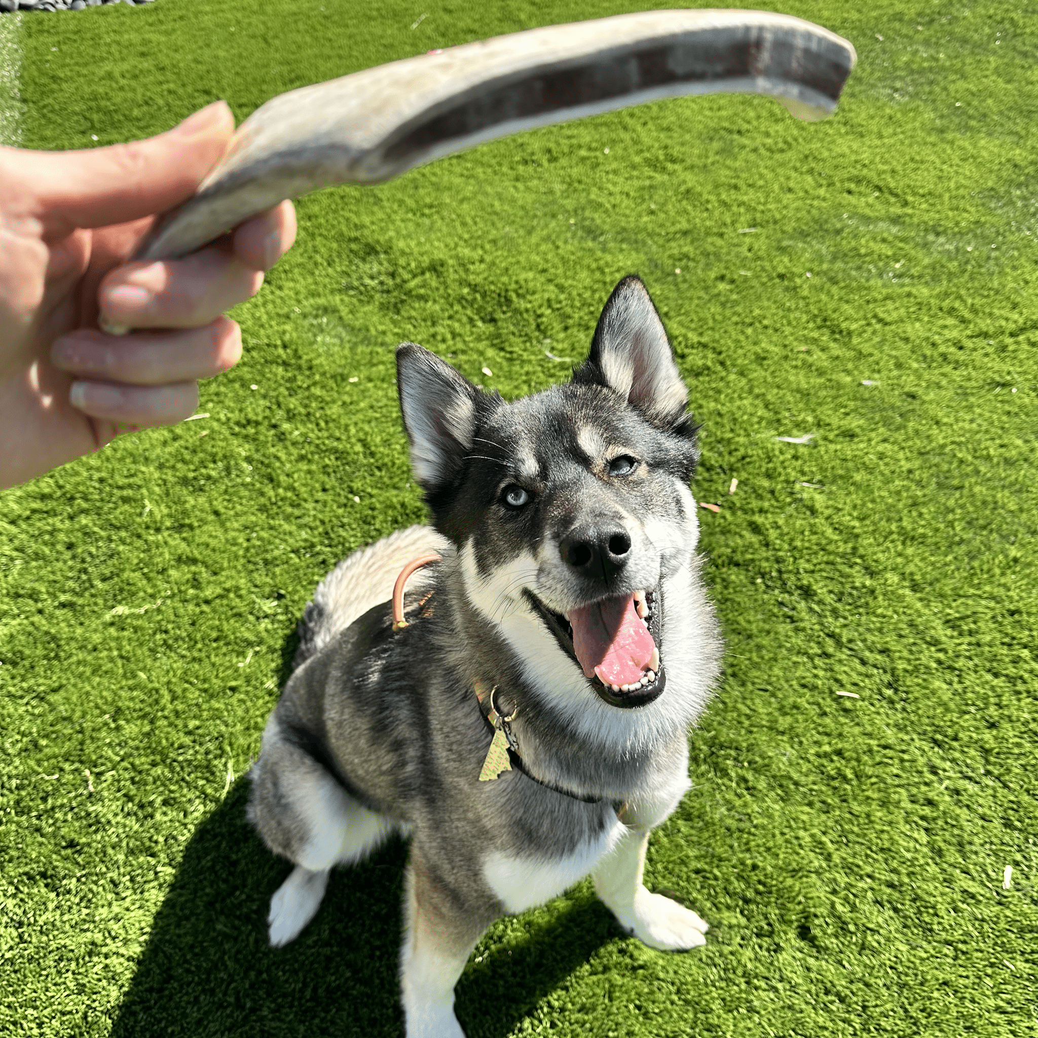 Reindeer Antler Dog Chews | Organic Chews for Dogs Farm To Pet