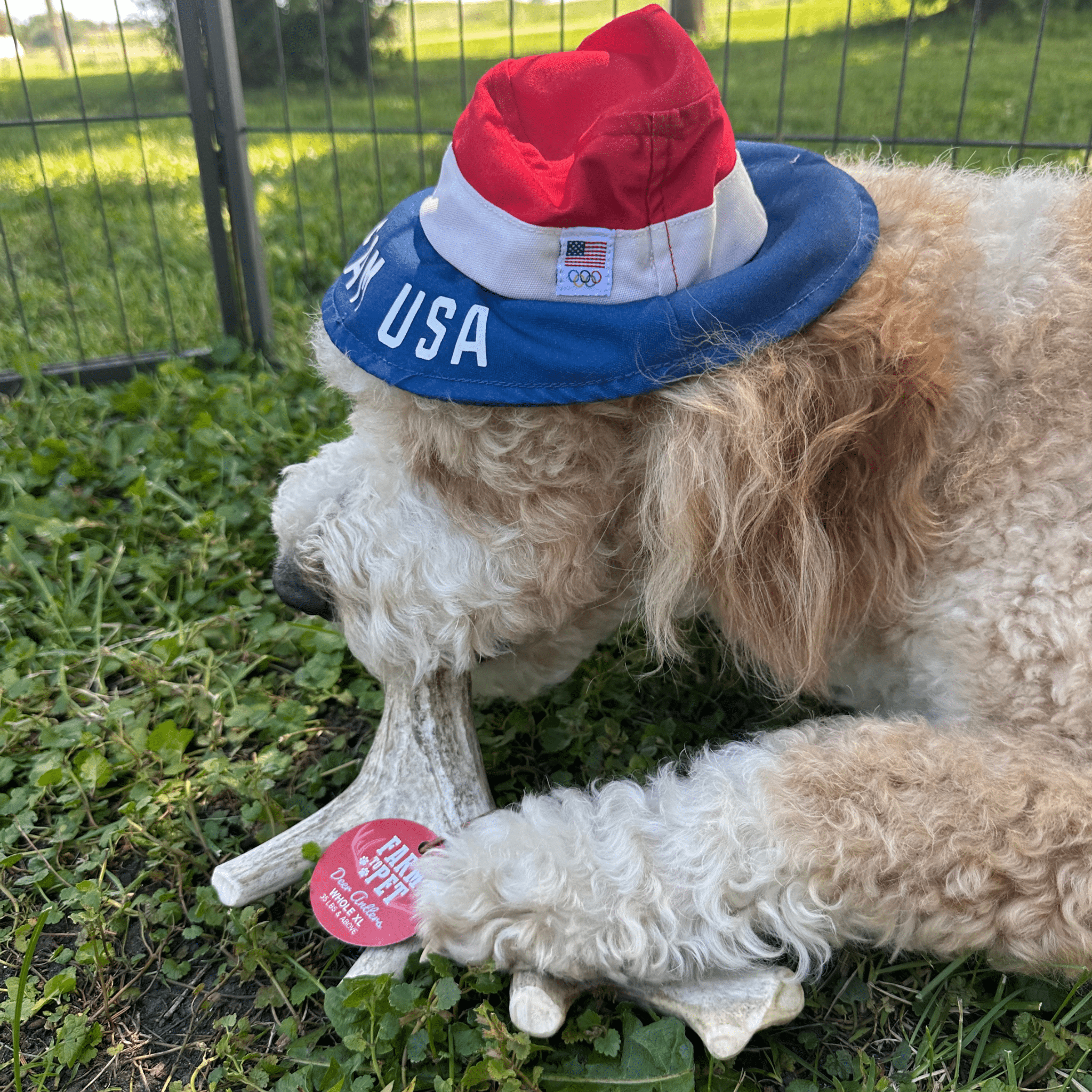 Deer Antler Dog Chews | Organic Chews for Dogs Farm To Pet