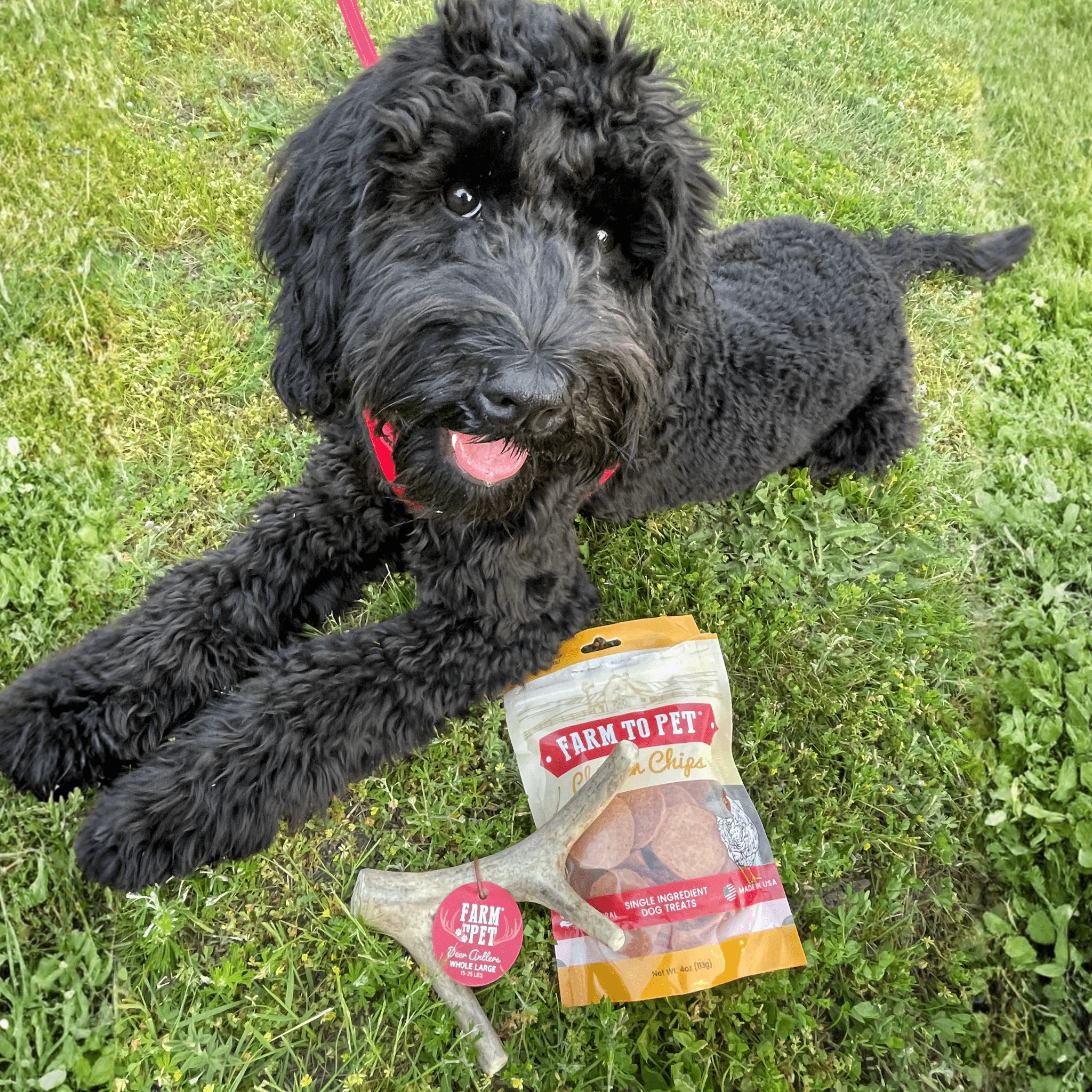 Deer Antler Dog Chews | Organic Chews for Dogs Farm To Pet