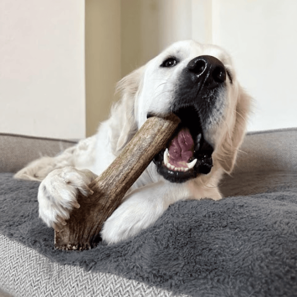 Elk Antler Dog Chews | All-Natural Whole and Split Elk Antler Chews for Dogs Farm To Pet