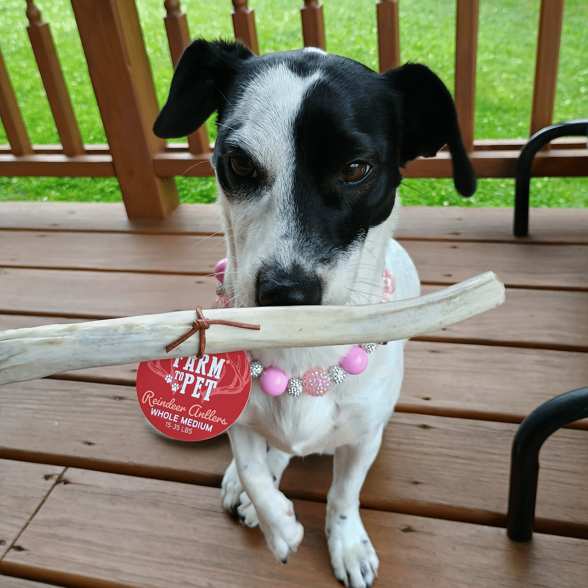 Reindeer Antler Dog Chews | Organic Chews for Dogs Farm To Pet
