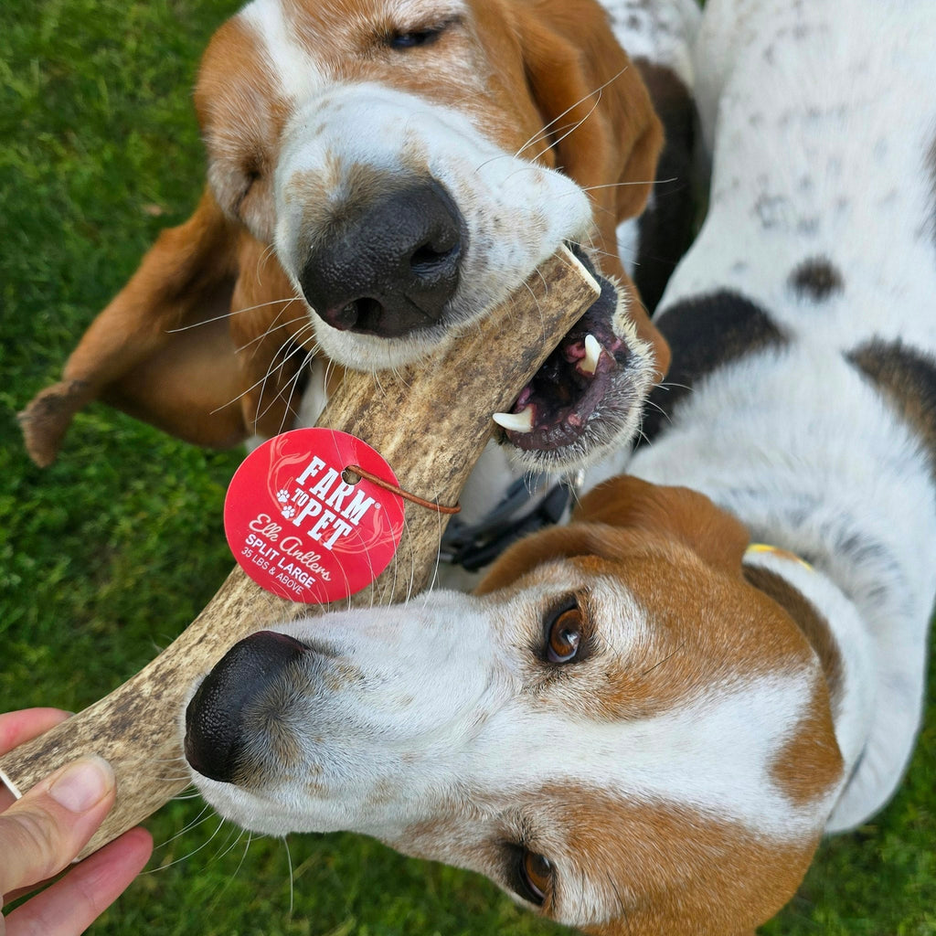 Elk The Halls Antler Chew & Dog Treat Box Farm To Pet