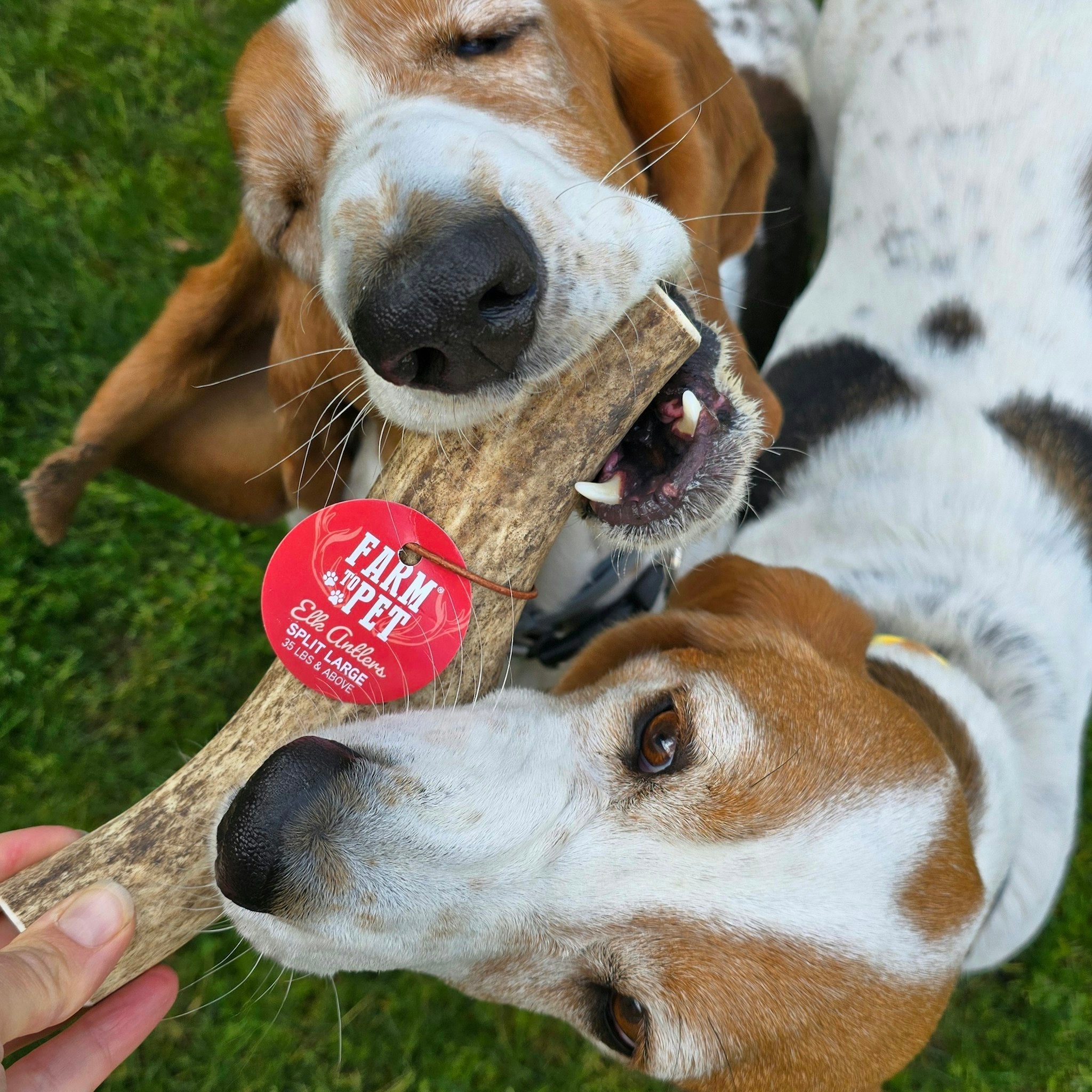 Elk The Halls Antler Chew & Dog Treat Box Farm To Pet