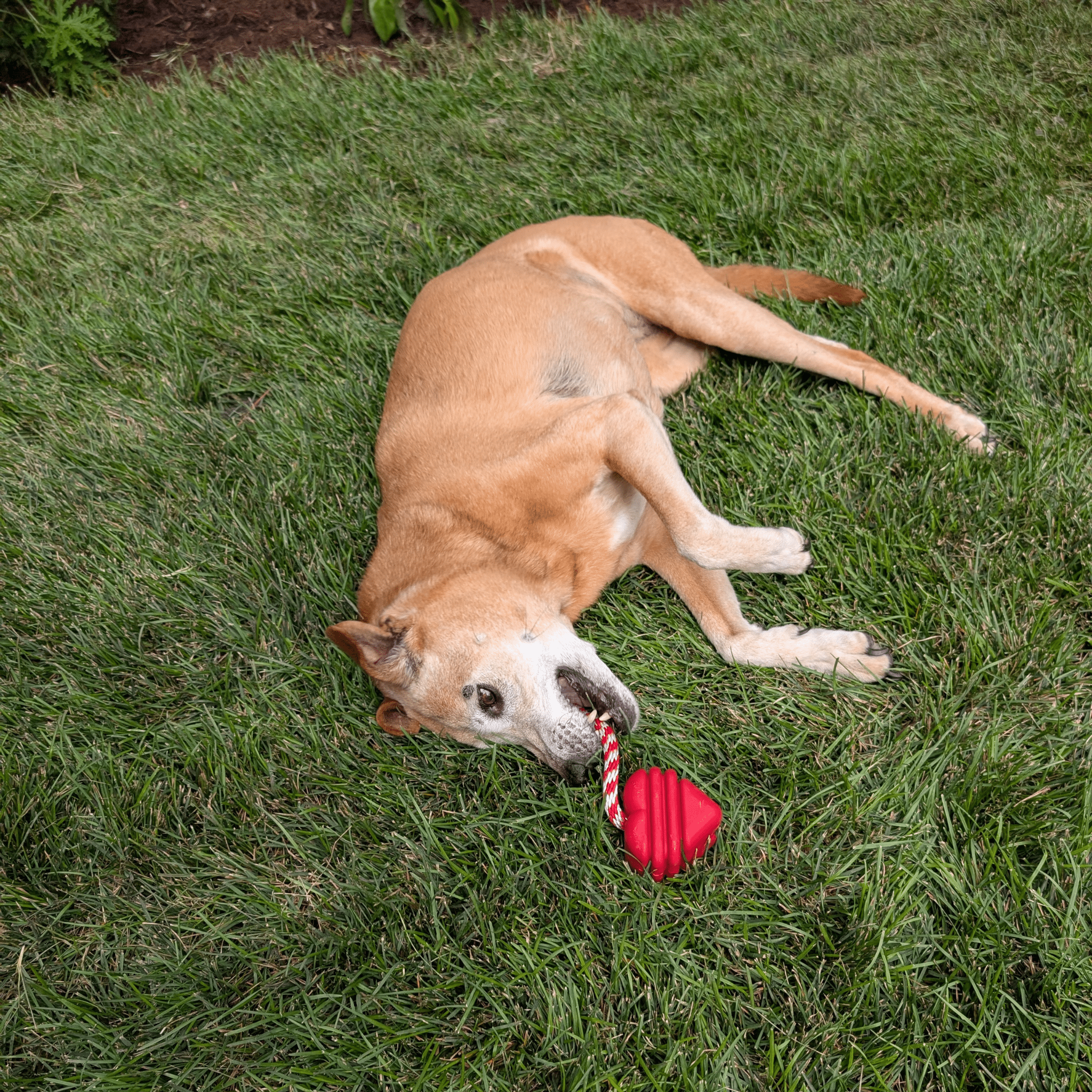 Tug Toys Farm To Pet