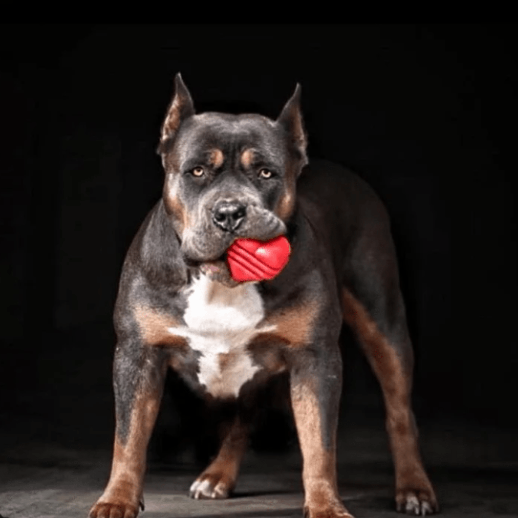 Tug Toys Farm To Pet