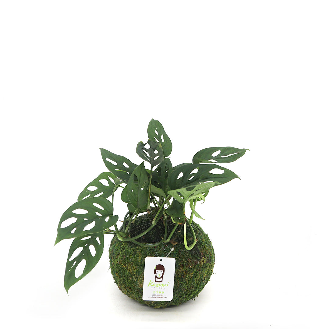 Monstera Adansonii | Moss Ball Kokedama Kazumi Garden