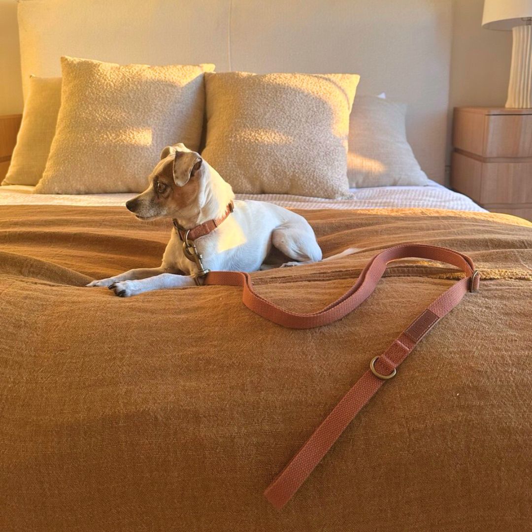 Hemp Cotton Dog Collar - Durable, Sustainable, Adjustable, Lightweight & Soft Tilley + Me