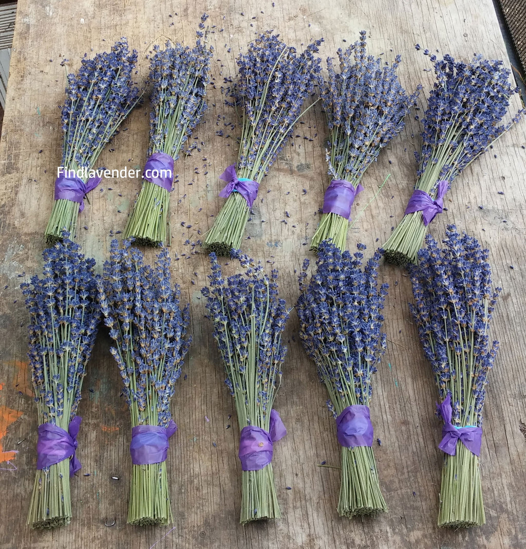 Lavender Small Dried Bundles 8" to 10" - Pack of 10 Findlavender.com