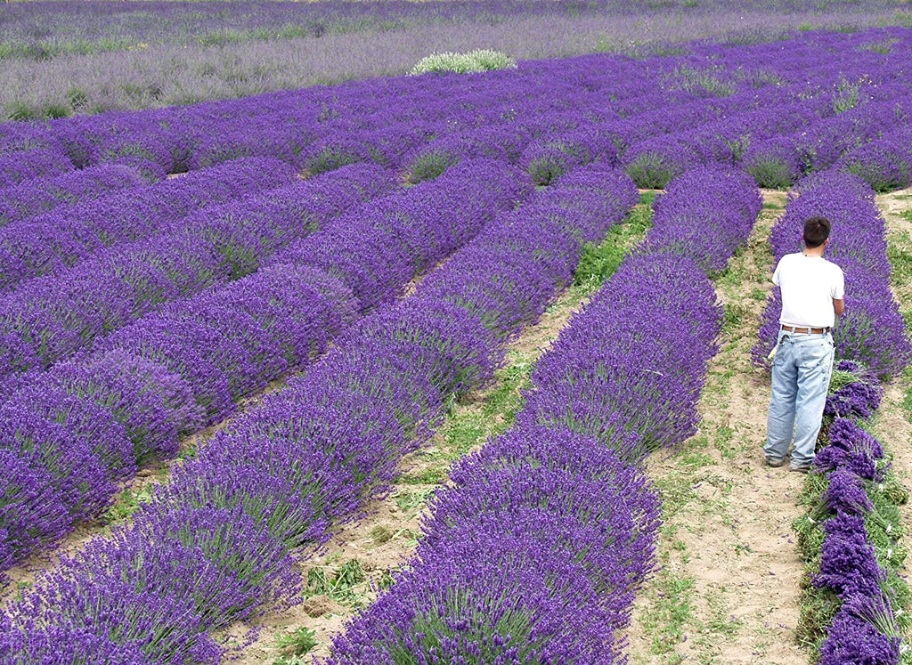 Lavender Live Plant Royal Velvet Herb 3.5" Size Pot Findlavender.com