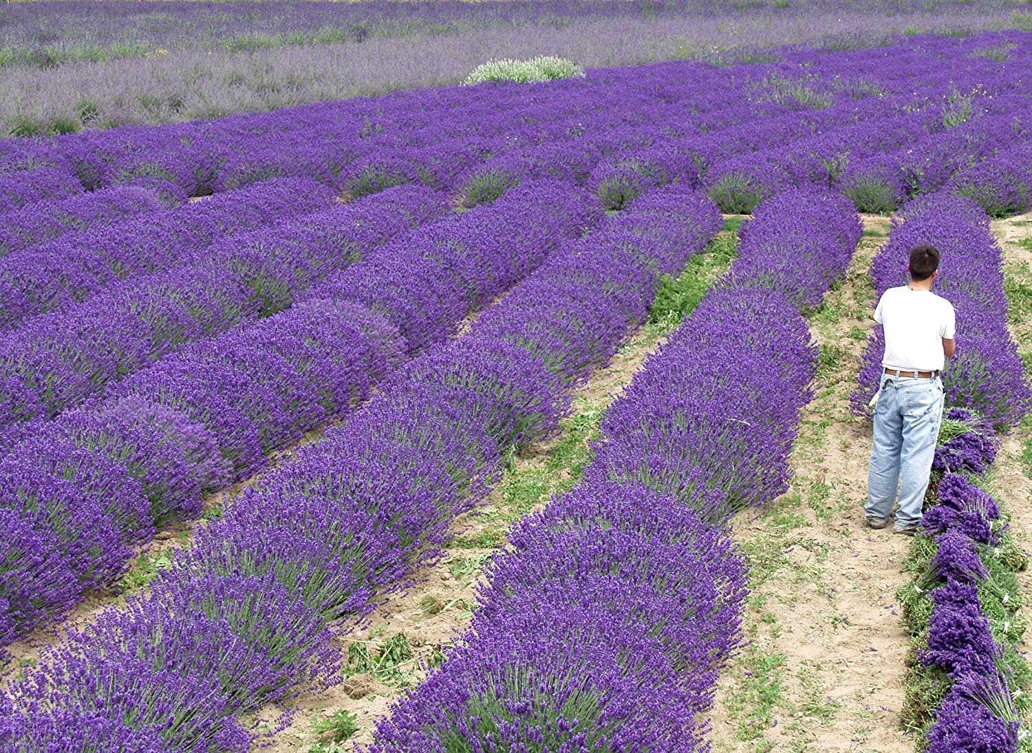 Lavender Live Plant Munstead Findlavender.com