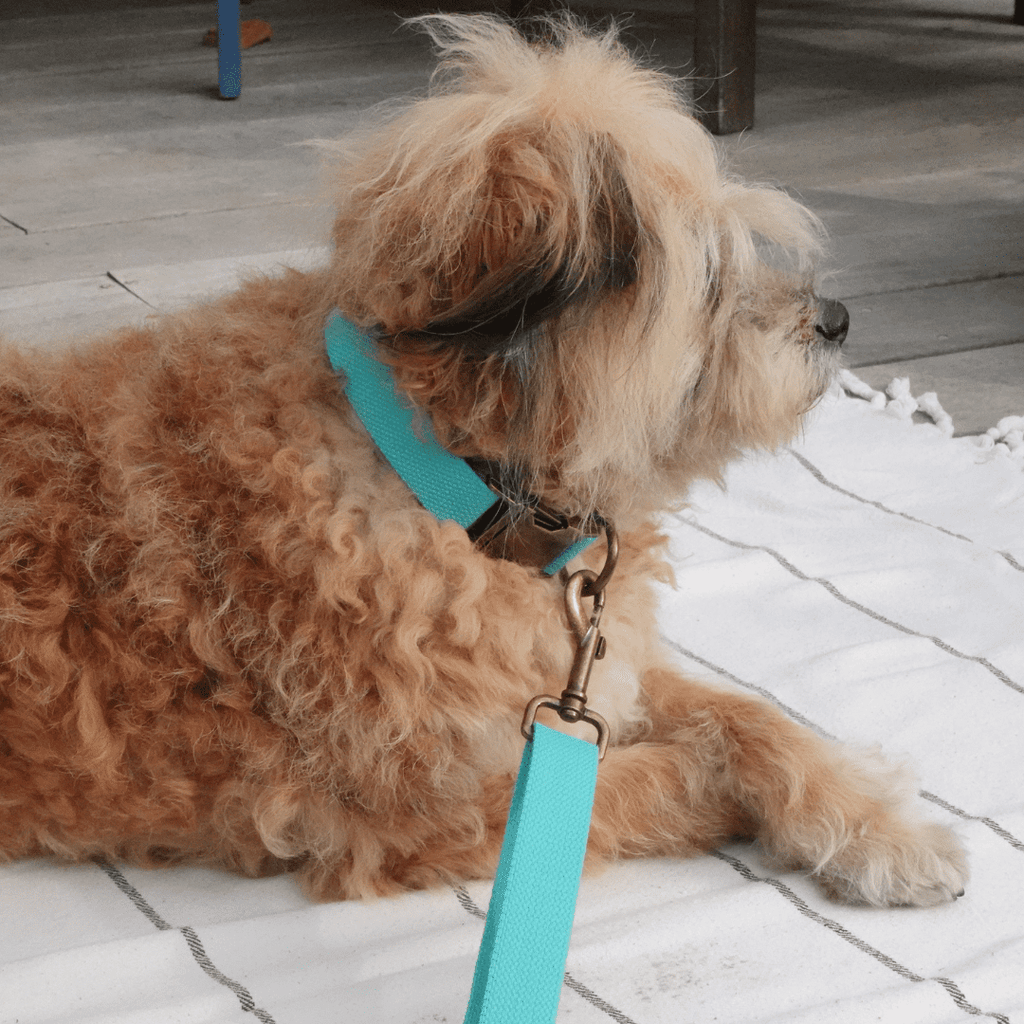 Hemp Cotton Dog Leash - Durable, Sustainable, Adjustable, Lightweight & Soft Tilley + Me