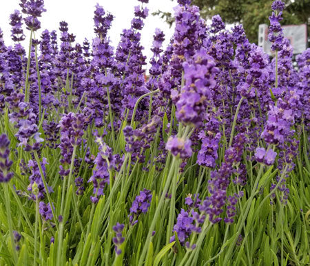 English Culinary Lavender Buds Findlavender.com