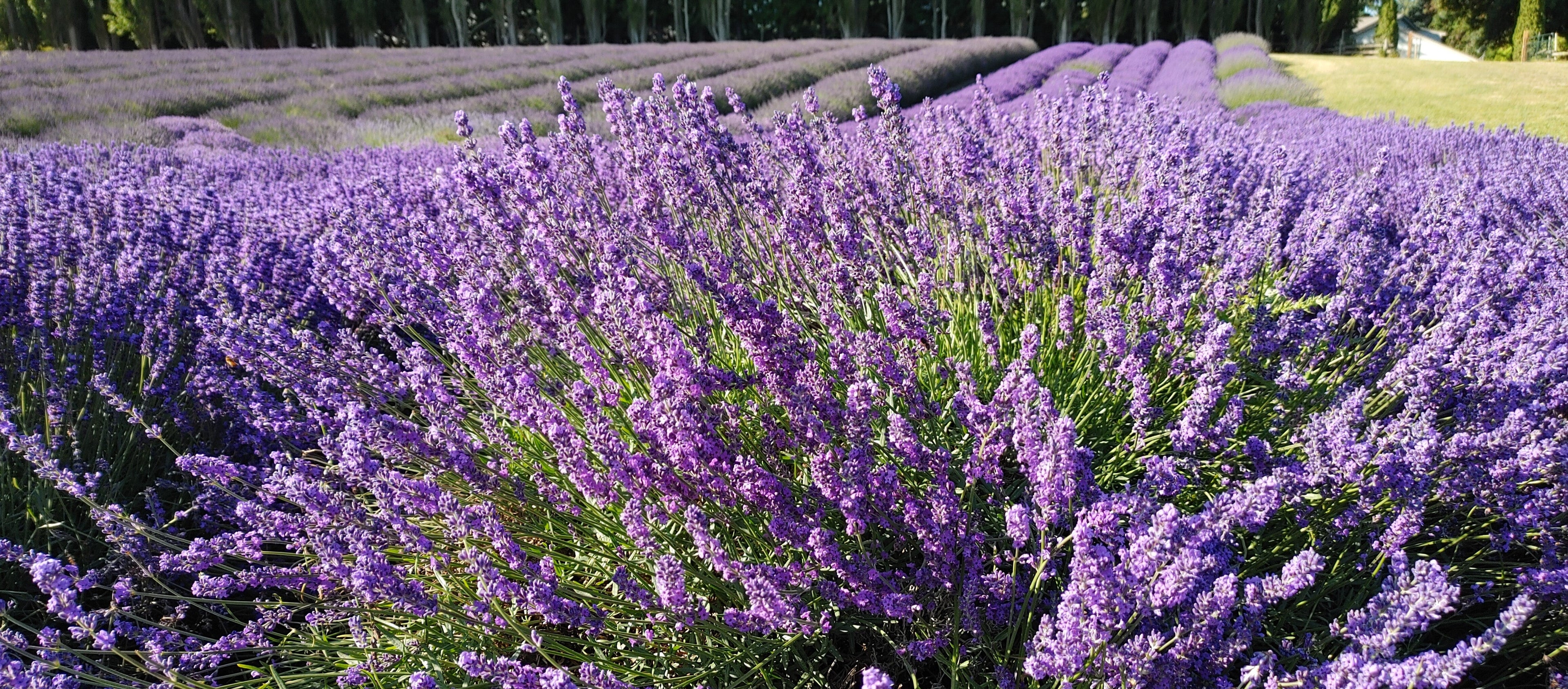 Lavender Live Plant "Sensational" - 4" Size Pot Findlavender.com